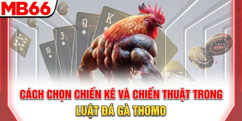 Cách chọn chiến kê và chiến thuật trong luật đá gà Thomo