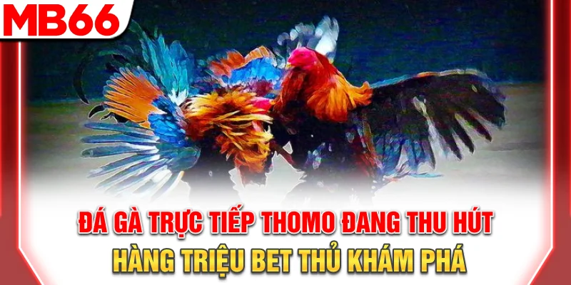 Đá gà Thomo đang thu hút hàng triệu bet thủ khám phá