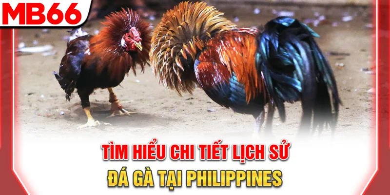Hướng Dẫn Đá Gà Philippines: Luật Chơi Và Kinh Nghiệm 7 Tìm hiểu chi tiết lịch sử đá gà tại Philippines