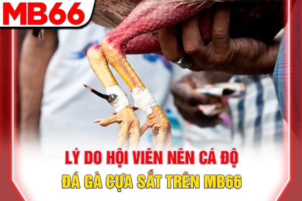 Cách Chơi Đá Gà Cựa Sắt - Bí Quyết Thắng Lớn Tại MB66 7 Lý do hội viên nên cá độ đá gà cựa sắt trên MB66