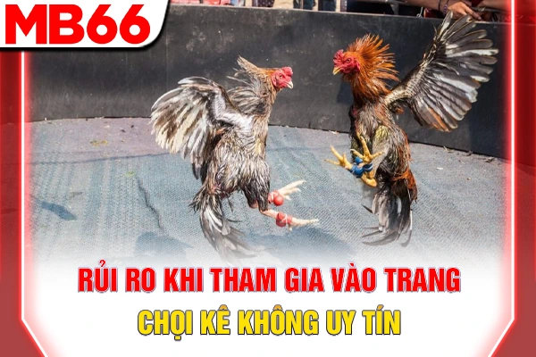 Trang Đá Gà Uy Tín - 3 Tiêu Chí Chọn Sân Chơi Minh Bạch 6 Rủi ro khi tham gia vào trang chọi kê không uy tín