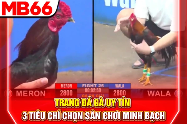 Trang Đá Gà Uy Tín - 3 Tiêu Chí Chọn Sân Chơi Minh Bạch 4 Trang Đá Gà Uy Tín - 3 Tiêu Chí Chọn Sân Chơi Minh Bạch